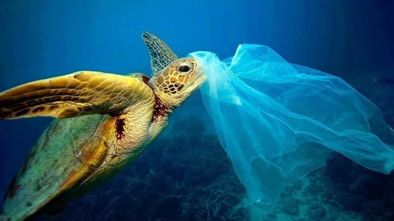 turtle and plastic in the ocean - the reelstars