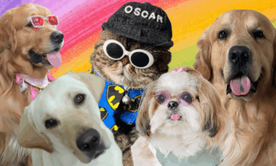 Top Indian Pet Influencers: Paw-some Stars of Instagram You Can't Ignore!
