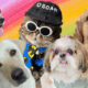 Top Indian Pet Influencers: Paw-some Stars of Instagram You Can't Ignore!