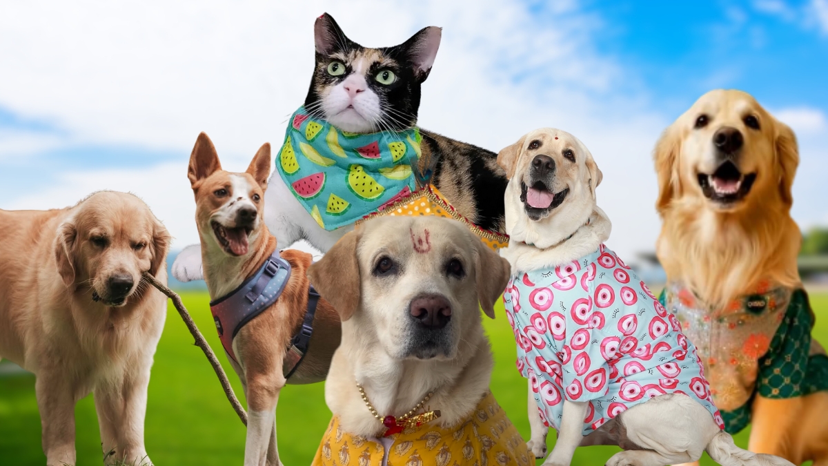 Your Algorithm Needs This: 5 Indian Pet Creators Spreading Pure Joy