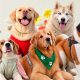 Who are the 5 Indian Dog Influencers Getting Hearts on Social Media?